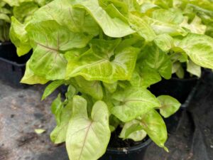 Syngonium Species