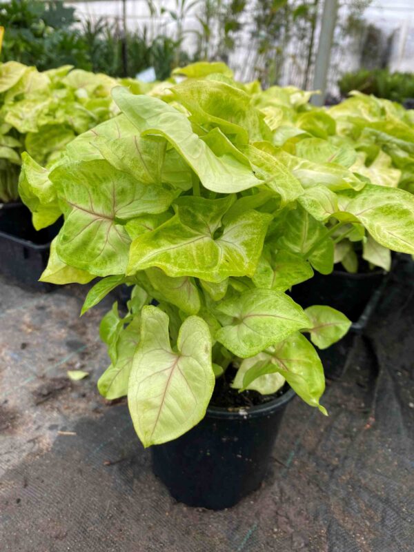 Syngonium Species