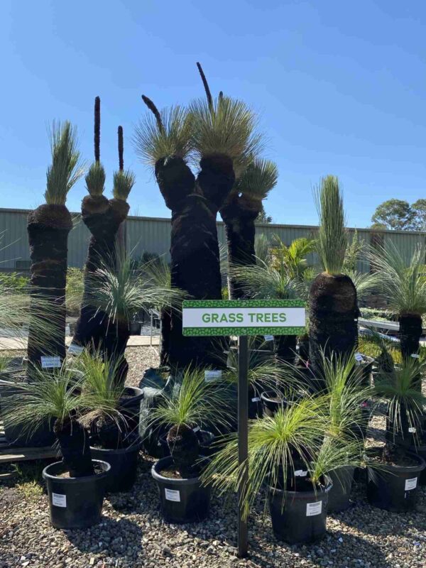 Xanthorrhoea species