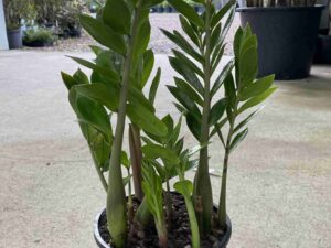 Zamioculcas zamiifolia