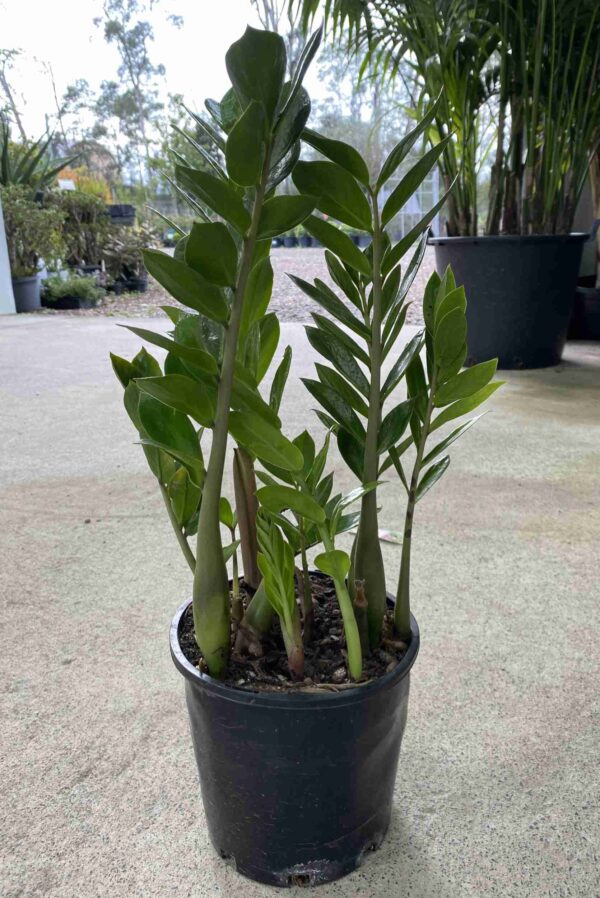 Zamioculcas zamiifolia