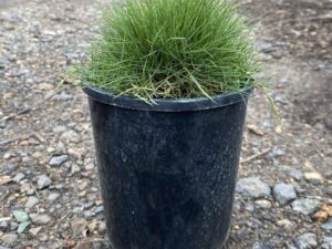 Zoysia tenuifolia
